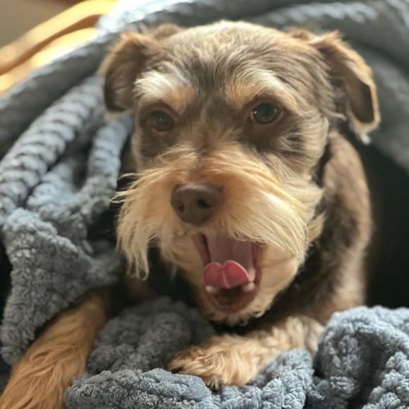 Smoke Free and Pet Friendly Home - Picture 2 of 9